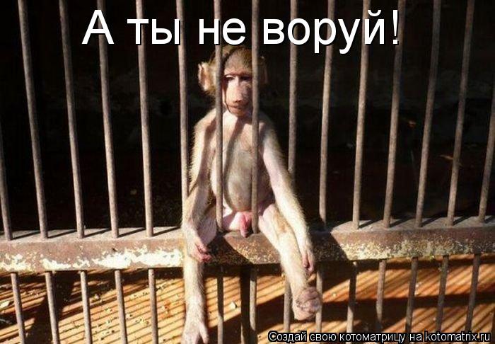 А ты не воруй!... Котоматрица: А ты не воруй!