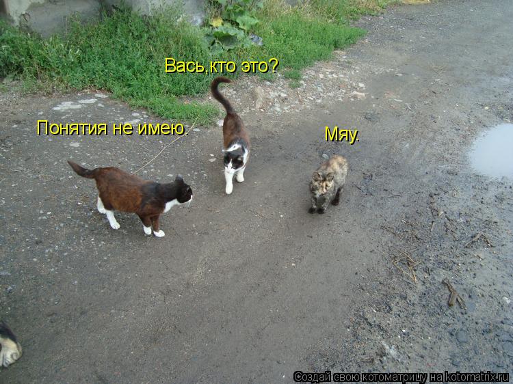 Вась,кто это? Понятия не имею. Мяу.... Котоматрица: Вась,кто это? Понятия не имею. Мяу.