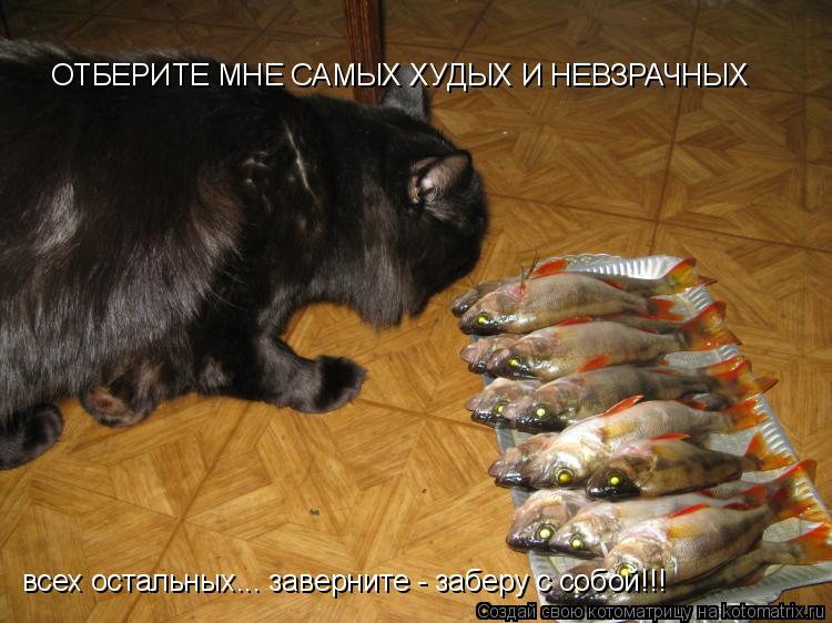 ОТБЕРИТЕ МНЕ САМЫХ ХУДЫХ И НЕВЗРАЧНЫХ всех остальных... заверните - заберу с собой!!!... Котоматрица: ОТБЕРИТЕ МНЕ САМЫХ ХУДЫХ И НЕВЗРАЧНЫХ всех остальных... заверните - заберу с собой!!!