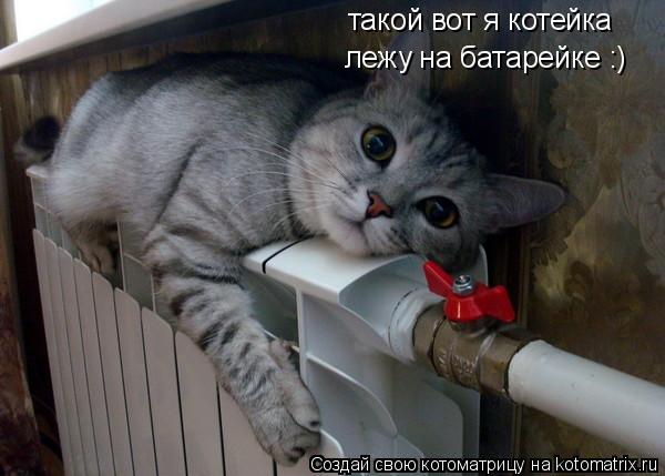такой вот я котейка лежу на батарейке :)... Котоматрица: такой вот я котейка лежу на батарейке :)