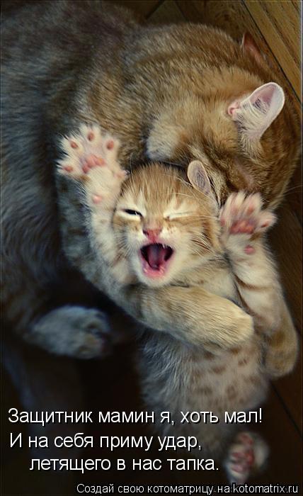 И на себя приму удар, Защитник мамин я, хоть мал! летящего в нас тапка.... Котоматрица: И на себя приму удар, Защитник мамин я, хоть мал! летящего в нас тапка.