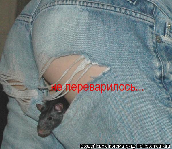 не переварилось...... Котоматрица: не переварилось...