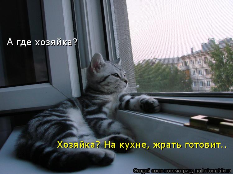 А где хозяйка? Хозяйка? На кухне, жрать готовит..... Котоматрица: А где хозяйка? Хозяйка? На кухне, жрать готовит..