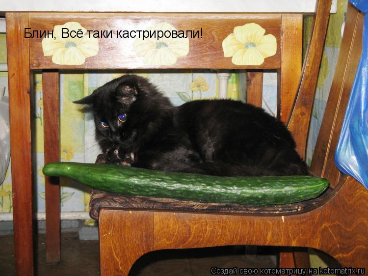 Блин, Всё таки кастрировали!... Котоматрица: Блин, Всё таки кастрировали!