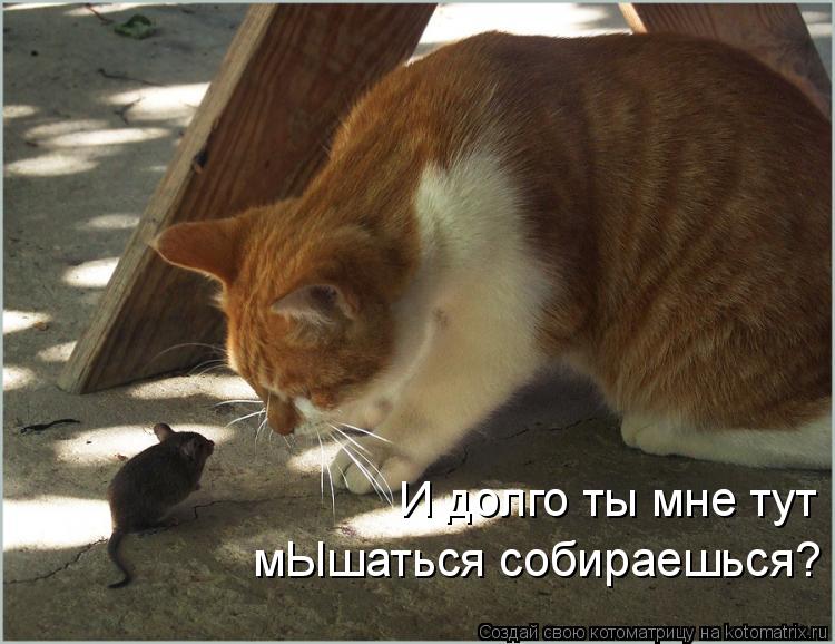 И долго ты мне тут мЫшаться собираешься?... Котоматрица: И долго ты мне тут мЫшаться собираешься?