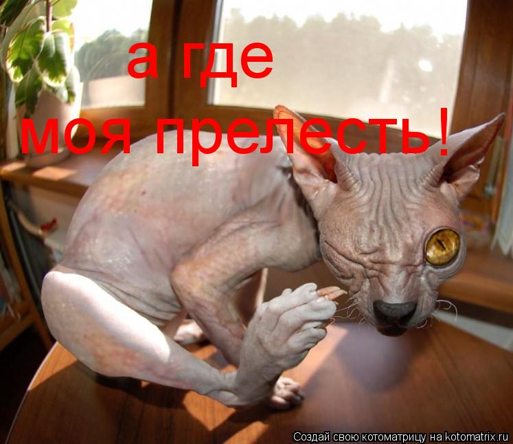а где моя прелесть !... Котоматрица: а где моя прелесть !
