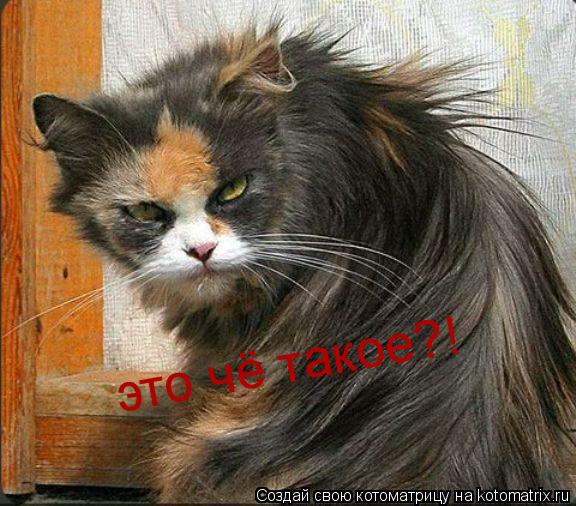 это чё такое?!... Котоматрица: это чё такое?!