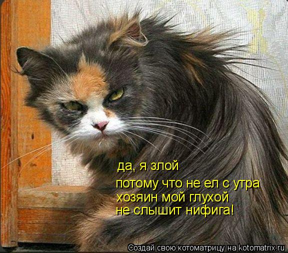 да, я злой потому что не ел с утра хозяин мой глухой не слышит нифига!... Котоматрица: да, я злой потому что не ел с утра хозяин мой глухой не слышит нифига!
