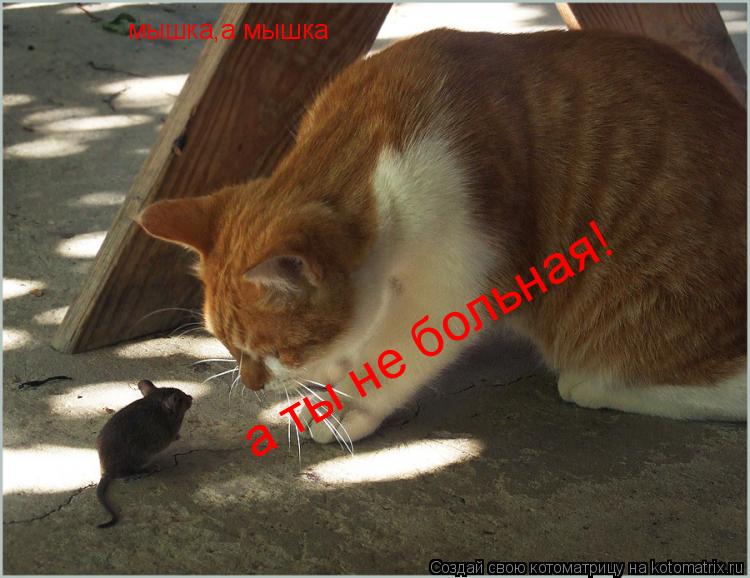 мышка,а мышка а ты не больная!... Котоматрица: мышка,а мышка а ты не больная!