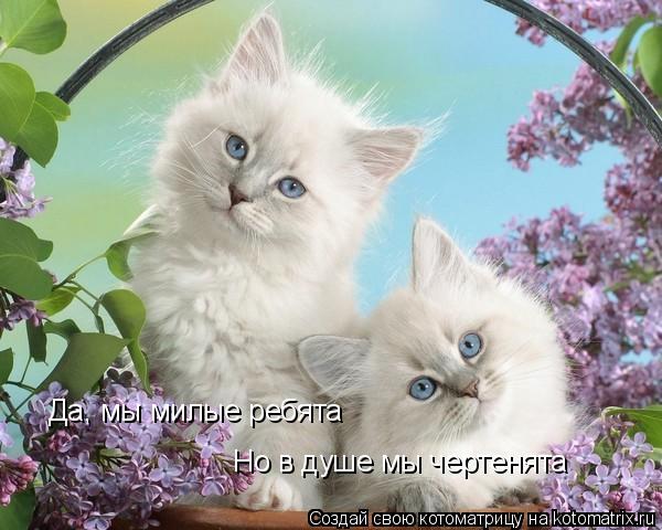 Да, мы милые ребята Но в душе мы чертенята... Котоматрица: Да, мы милые ребята Но в душе мы чертенята