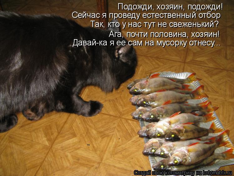Подожди, хозяин, подожди! Сейчас я проведу естественный отбор Так, кто у нас тут не свеженький? Ага, ... Котоматрица: Подожди, хозяин, подожди! Сейчас я проведу естественный отбор Так, кто у нас тут не свеженький? Ага, почти половина, хозяин! Давай-ка я ее сам