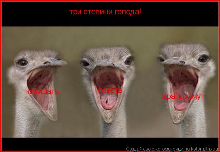 покушать поесть жрать хочу три степини голода! !... Котоматрица: покушать поесть жрать хочу три степини голода! !