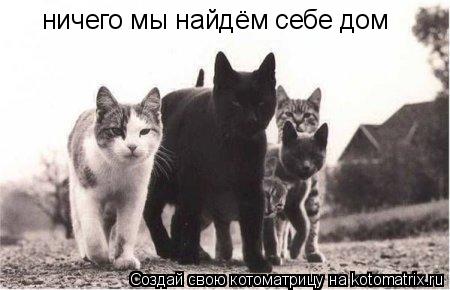 ничего мы найдём себе дом... Котоматрица: ничего мы найдём себе дом
