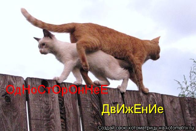 ОдНоСтОрОнНеЕ ДвИжЕнИе... Котоматрица: ОдНоСтОрОнНеЕ ДвИжЕнИе
