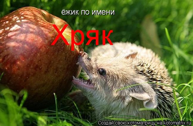 ёжик по имени Хряк... Котоматрица: ёжик по имени Хряк