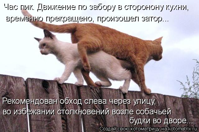 Час пик. Движение по забору в сторонону кухни, временно прекращено, произошел затор... Рекомендован о... Котоматрица: Час пик. Движение по забору в сторонону кухни, временно прекращено, произошел затор... Рекомендован обход слева через улицу, во избежании ст