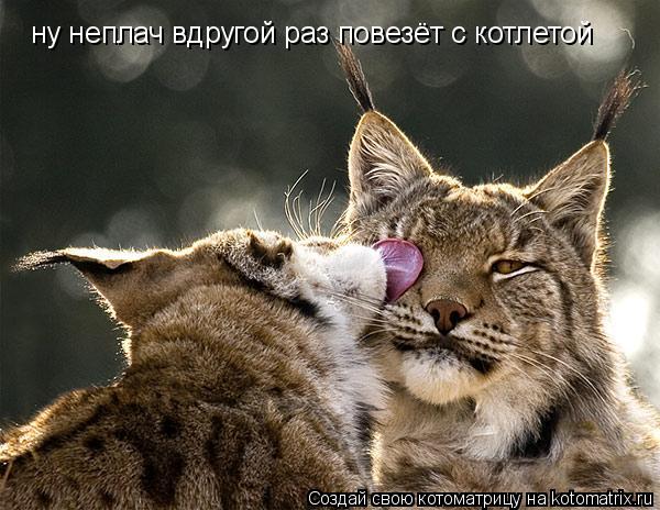 ну неплач вдругой раз повезёт с котлетой... Котоматрица: ну неплач вдругой раз повезёт с котлетой