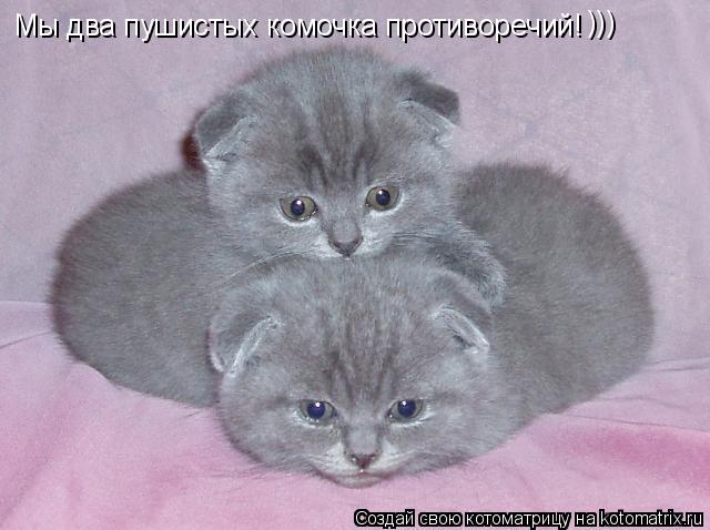 Мы два пушистых комочка противоречий! )))... Котоматрица: Мы два пушистых комочка противоречий! )))