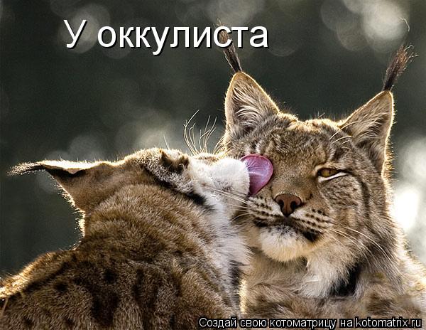 У оккулиста... Котоматрица: У оккулиста