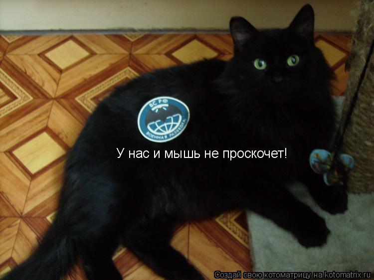 У нас и мышь не проскочет!... Котоматрица: У нас и мышь не проскочет!