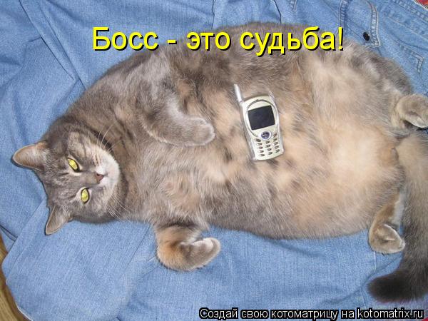 Босс - это судьба!... Котоматрица: Босс - это судьба!