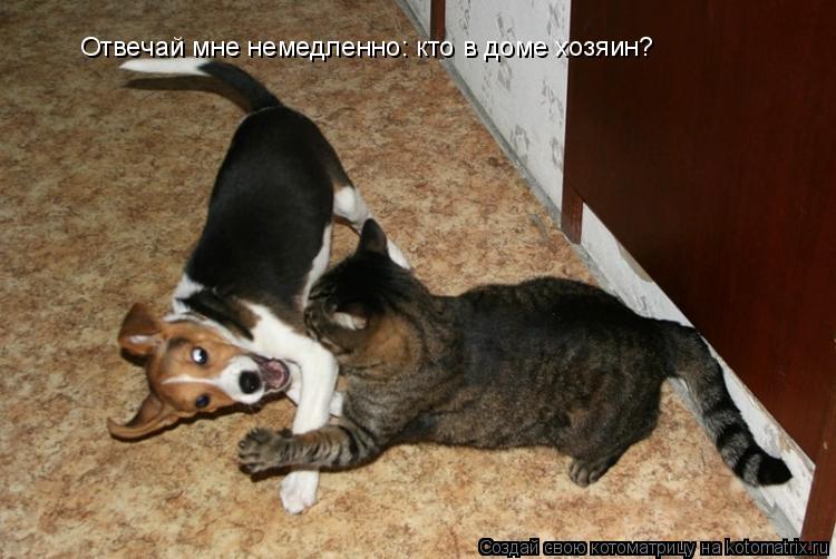 Отвечай мне немедленно: кто в доме хозяин?... Котоматрица: Отвечай мне немедленно: кто в доме хозяин?