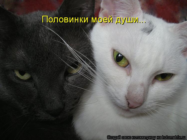 Половинки моей души...... Котоматрица: Половинки моей души...