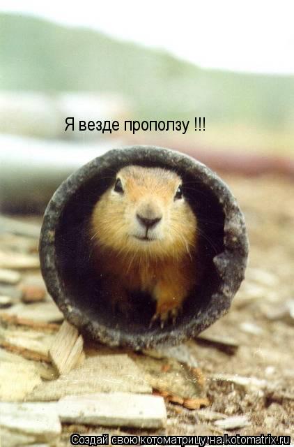 Я везде проползу !!!... Котоматрица: Я везде проползу !!!