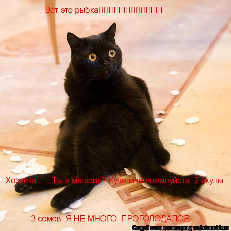 Вот это рыбка!!!!!!!!!!!!!!!!!!!!!!!!!! Хозяйка ..... Ты в магазин? Купи мне пожалуйста 2 акулы 3 с... Котоматрица: Вот это рыбка!!!!!!!!!!!!!!!!!!!!!!!!!! Хозяйка ..... Ты в магазин? Купи мне пожалуйста 2 акулы 3 сомов ,Я НЕ МНОГО ПРОГОЛОДАЛСЯ.
