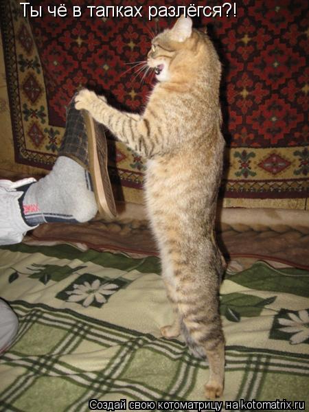 Ты чё в тапках разлёгся?!... Котоматрица: Ты чё в тапках разлёгся?!