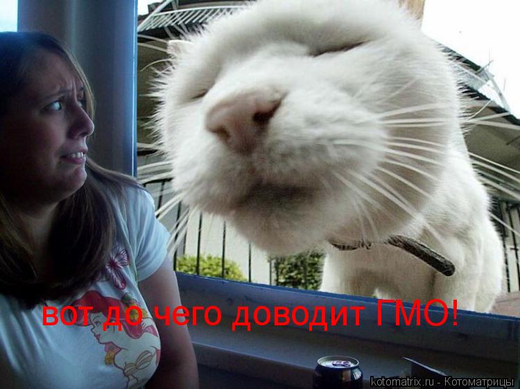 вот до чего доводит ГМО!... Котоматрица: вот до чего доводит ГМО!