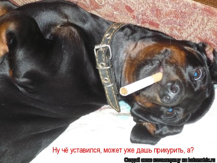 Ну чё уставился, может уже дашь прикурить, а?... Котоматрица: Ну чё уставился, может уже дашь прикурить, а?