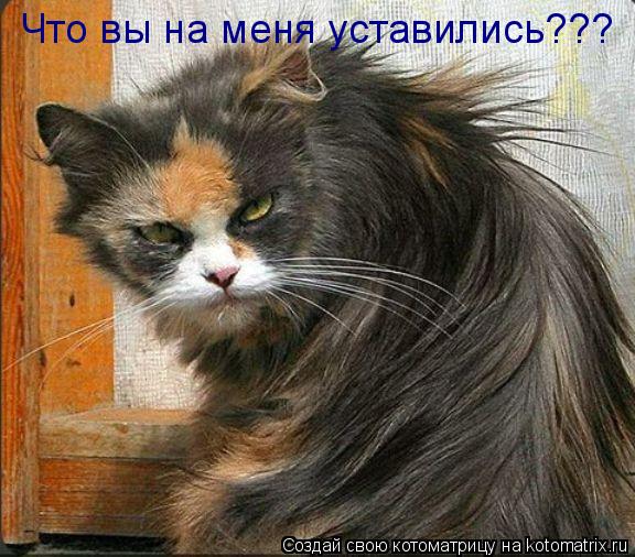Что вы на меня уставились???... Котоматрица: Что вы на меня уставились???