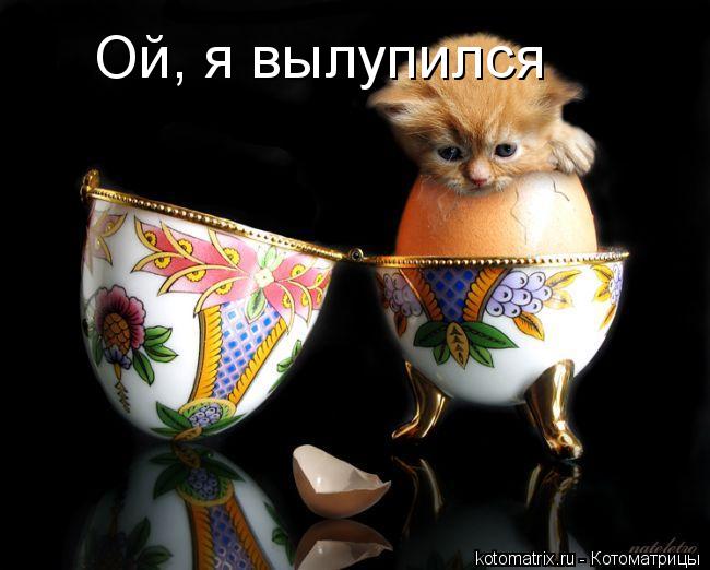 Ой, я вылупился... Котоматрица: Ой, я вылупился