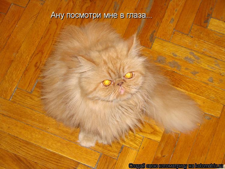 Ану посмотри мне в глаза...... Котоматрица: Ану посмотри мне в глаза...