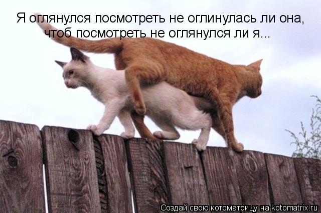 Я оглянулся посмотреть не оглинулась ли она, чтоб посмотреть не оглянулся ли я...... Котоматрица: Я оглянулся посмотреть не оглинулась ли она, чтоб посмотреть не оглянулся ли я...