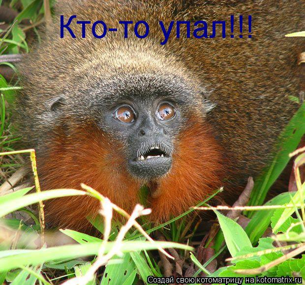 Кто-то упал!!!... Котоматрица: Кто-то упал!!!