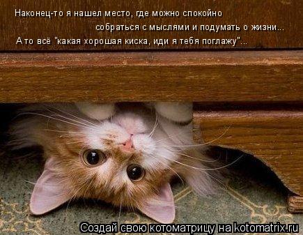 Наконец-то я нашел место, где можно спокойно собраться с мыслями и подумать о жизни... А то всё "как... Котоматрица: Наконец-то я нашел место, где можно спокойно собраться с мыслями и подумать о жизни... А то всё "какая хорошая киска, иди я тебя поглажу"...