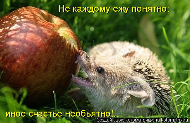 Не каждому ежу понятно: иное счастье необьятно!..... Котоматрица: Не каждому ежу понятно: иное счастье необьятно!..