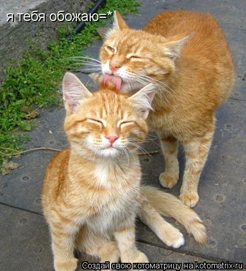 я тебя обожаю=*... Котоматрица: я тебя обожаю=*