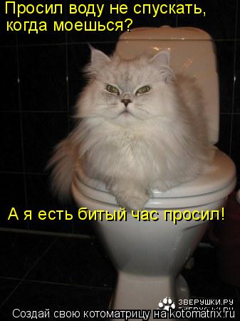 Просил воду не спускать, когда моешься? А я есть битый час просил!... Котоматрица: Просил воду не спускать, когда моешься? А я есть битый час просил!