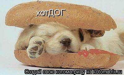 хотДОГ... Котоматрица: хотДОГ