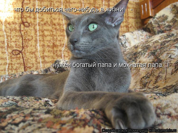 что бы добиться чего-нибудь в жизни нужен богатый папа и мохнатая лапа...! -... Котоматрица: что бы добиться чего-нибудь в жизни нужен богатый папа и мохнатая лапа...! -