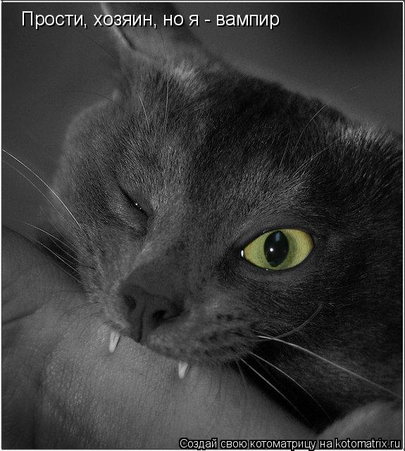 Прости, хозяин, но я - вампир... Котоматрица: Прости, хозяин, но я - вампир