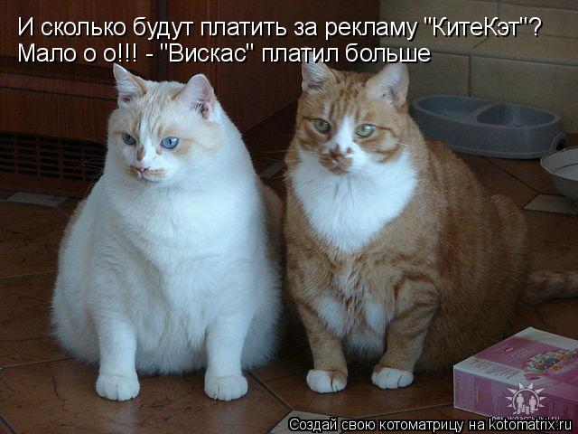 И сколько будут платить за рекламу "КитеКэт"? Мало о о!!! - "Вискас" платил больше... Котоматрица: И сколько будут платить за рекламу "КитеКэт"? Мало о о!!! - "Вискас" платил больше