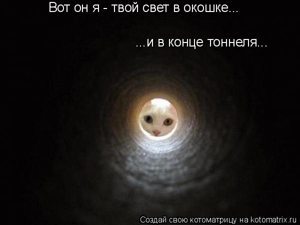 Вот он я - твой свет в окошке... ...и в конце тоннеля...... Котоматрица: Вот он я - твой свет в окошке... ...и в конце тоннеля...