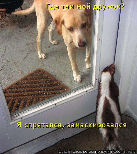 Где там мой дружок? Я спрятался, замаскировался... Котоматрица: Где там мой дружок? Я спрятался, замаскировался