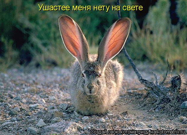 Ушастее меня нету на свете... Котоматрица: Ушастее меня нету на свете