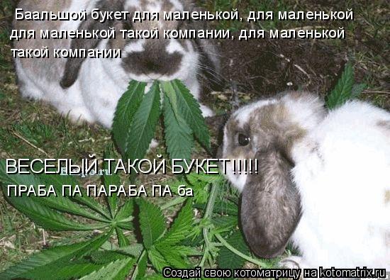 Баальшой букет для маленькой, для маленькой для маленькой такой компании, для маленькой такой компани... Котоматрица: Баальшой букет для маленькой, для маленькой для маленькой такой компании, для маленькой такой компании ВЕСЕЛЫЙ ТАКОЙ БУКЕТ!!!!! ПРАБА ПА ПАР