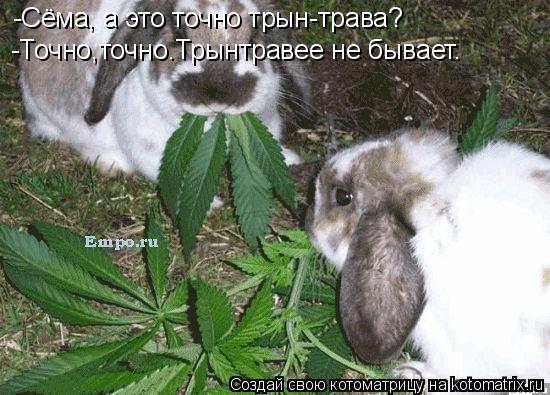 -Сёма, а это точно трын-трава? -Точно,точно.Трынтравее не бывает.... Котоматрица: -Сёма, а это точно трын-трава? -Точно,точно.Трынтравее не бывает.